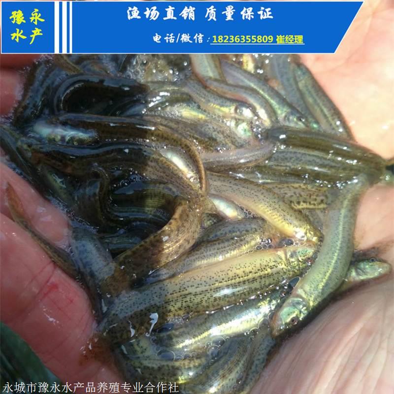 泥鳅苗价格 台湾泥鳅苗在