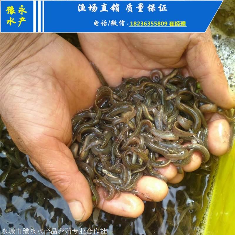 杂交泥鳅苗的价格泥鳅苗 价格的价格