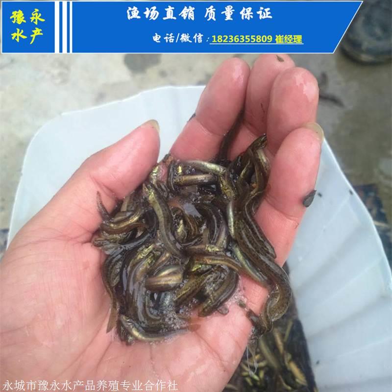 泥鳅苗批发价格表 优质泥鳅苗的价格
