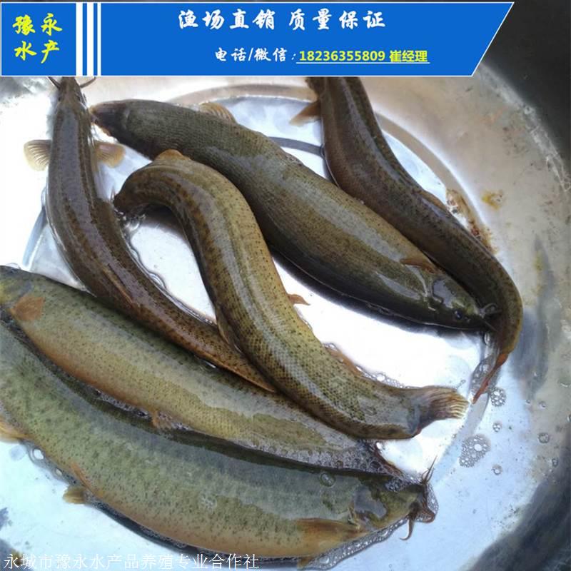 台湾泥鳅苗的价格 河北泥鳅苗的价格