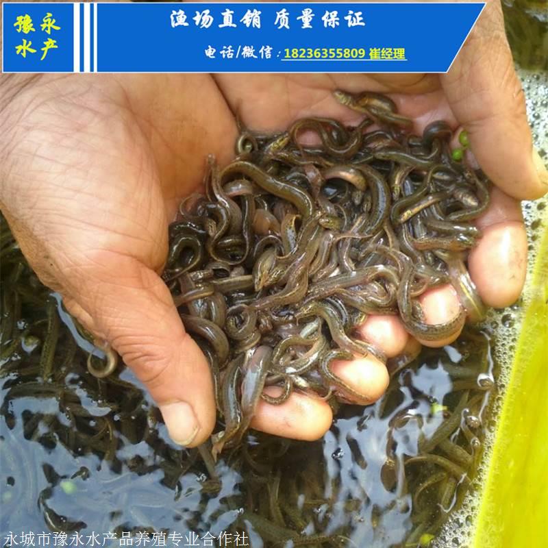 泥鳅苗价格 河北泥鳅苗的价格