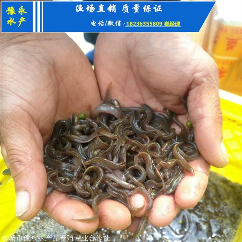 泥鳅苗一斤有尾 优质泥鳅苗的价格