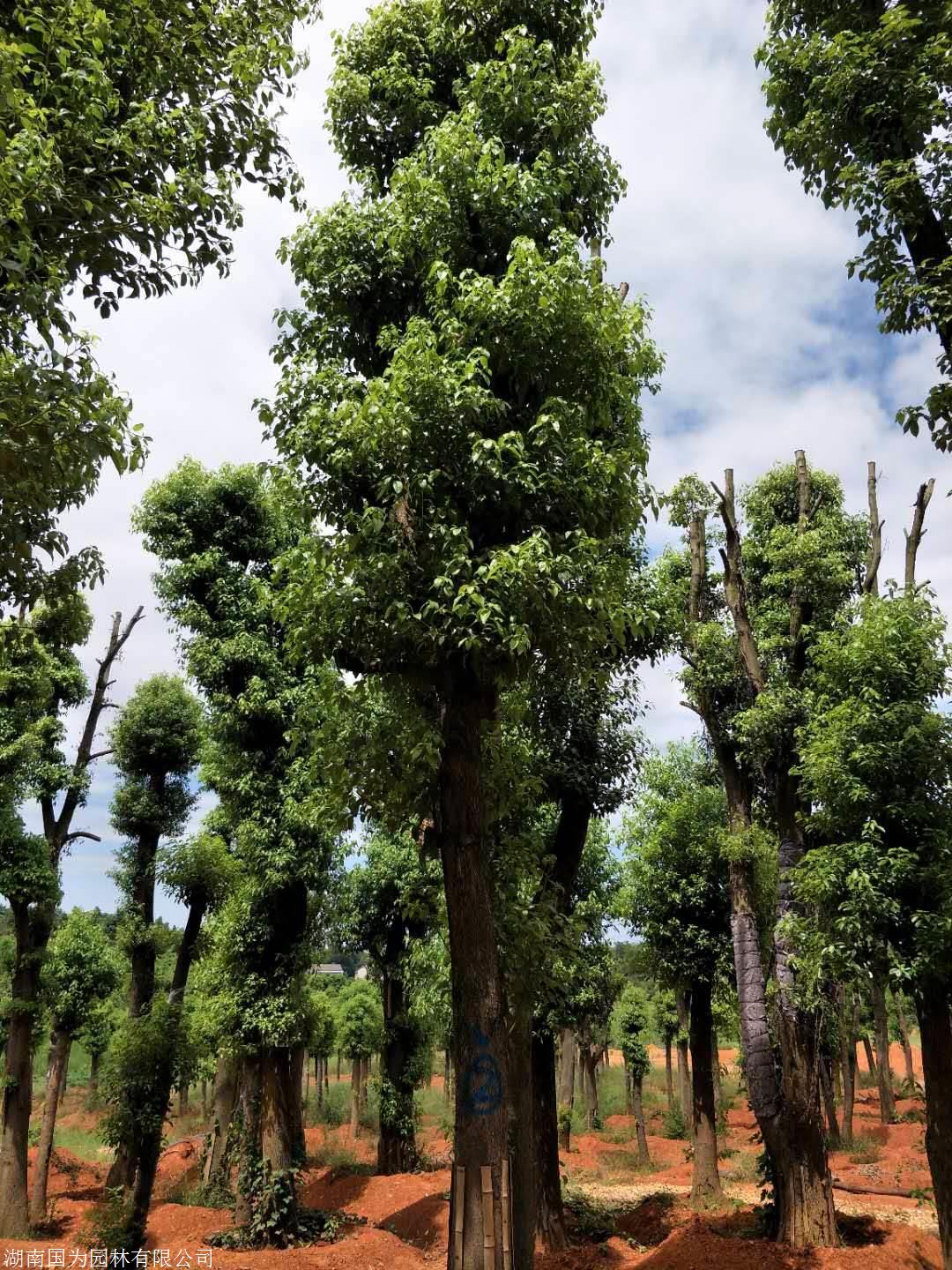 一座错误樟树，樟脑属glanduliferum的花 库存图片. 图片 包括有 植物群, 尼泊尔, 本质 - 150462737