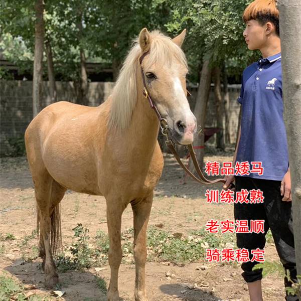 北京小矮马的价格哪里有卖小矮马的