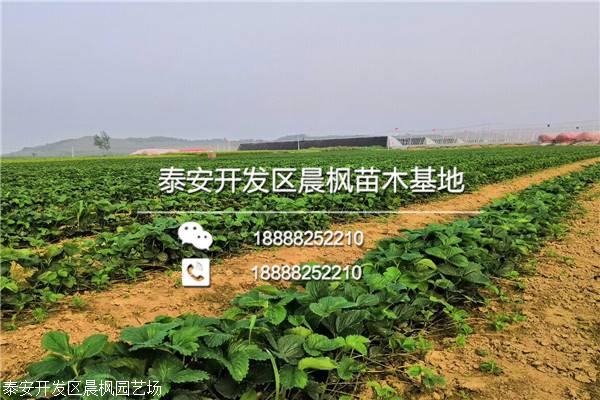 佐贺2号草莓苗:章姬草莓苗:章姬草莓又称牛奶草莓1998年春自引入,大植株,叶片近似鬼怒甘,但果柄特长,一般果柄长达2Ocm左右.花序为分校型,l、2、3级花序果个重差异不大,是其特大优点。章姬草莓果形长圆锥形,较美,一级花序的果平均重38克,大115克。章姬草莓果肉细腻,品质好,香味浓,含糖量高达14-17度,成熟早,一般浙江江苏一带九月种,十一月开始收获,章姬草莓是现有品种中,品质是好的其中一个,一般亩产4000至5000市斤左右。高培育品牌形成特色喻屯镇的瓜农买苗都是去菏泽、枣庄等地在16小时的