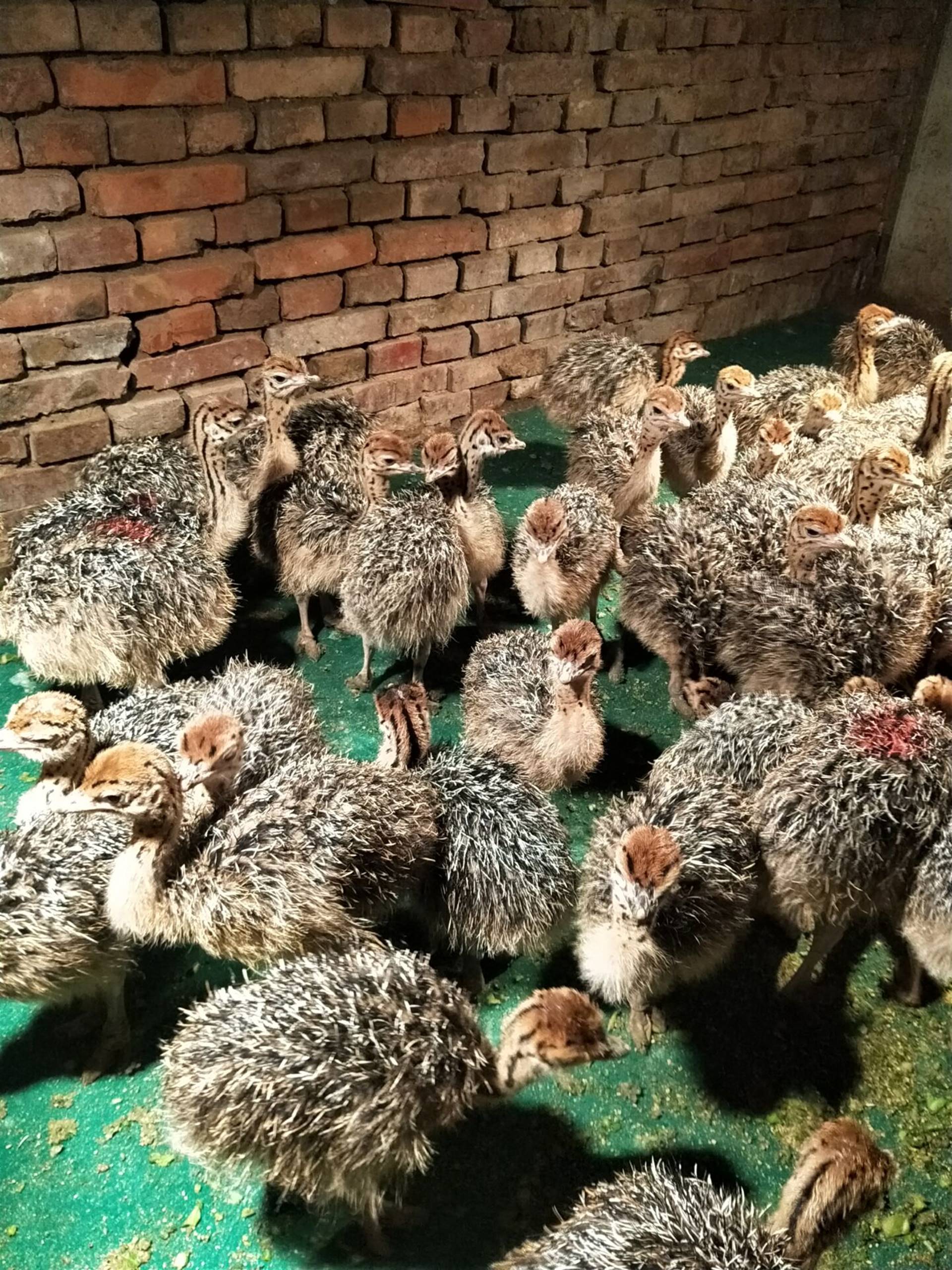 三个月鸵鸟苗价格多少钱一个