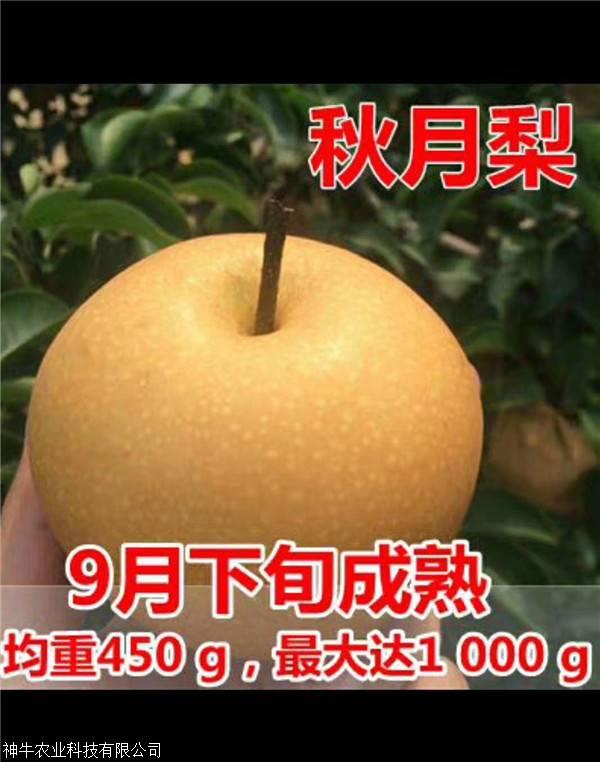 3公分秋月梨樹苗成熟期1公分秋月梨樹苗根系好成活率高