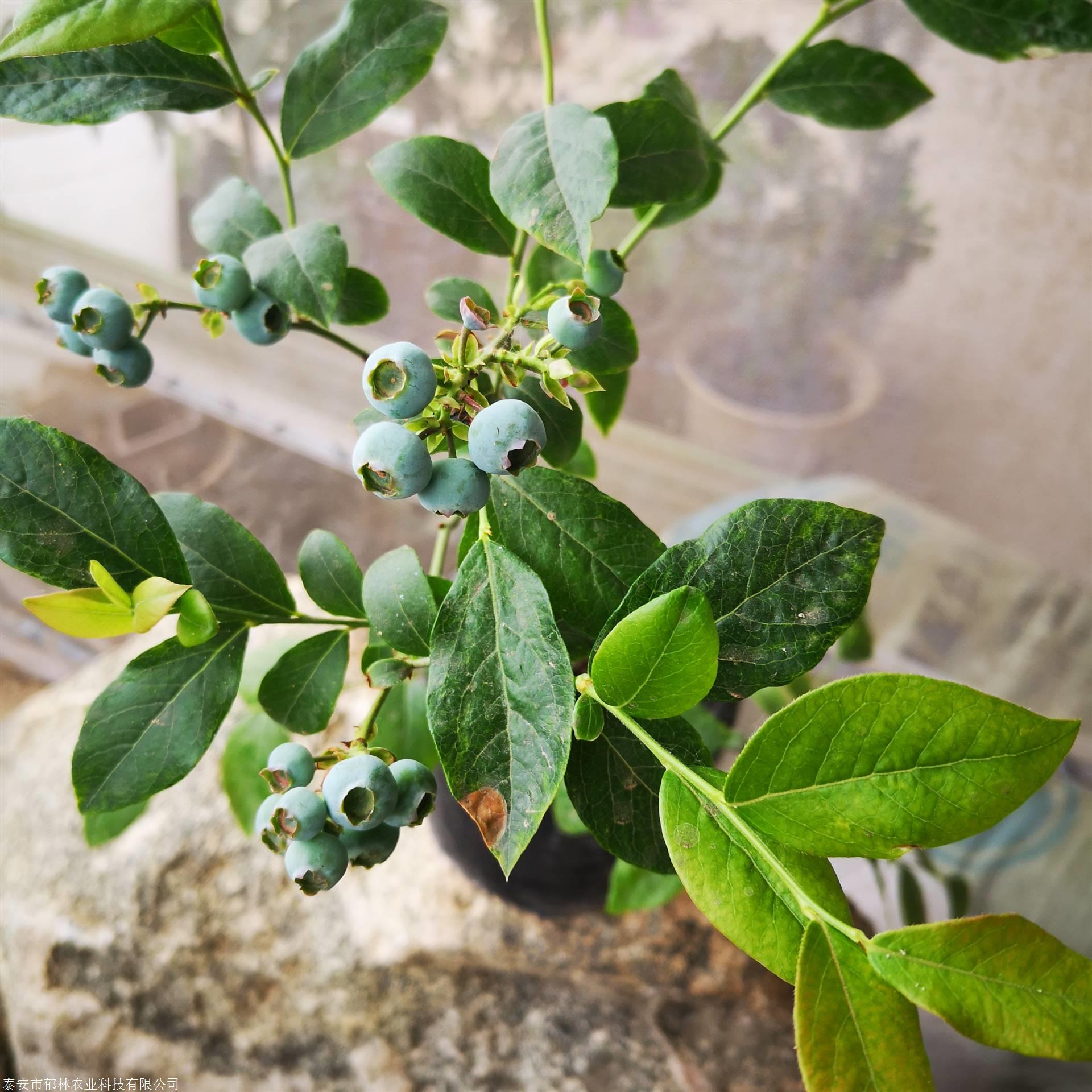 2019地栽兔眼蓝莓苗注意要点