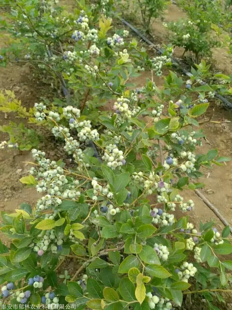 在春季,蓝莓的花芽萌动期之后3到4周,就到了盛花期,同时叶芽也会生长