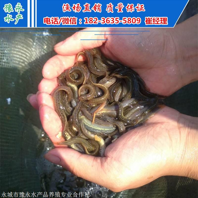 泥鳅苗基地 河北泥鳅苗的价格