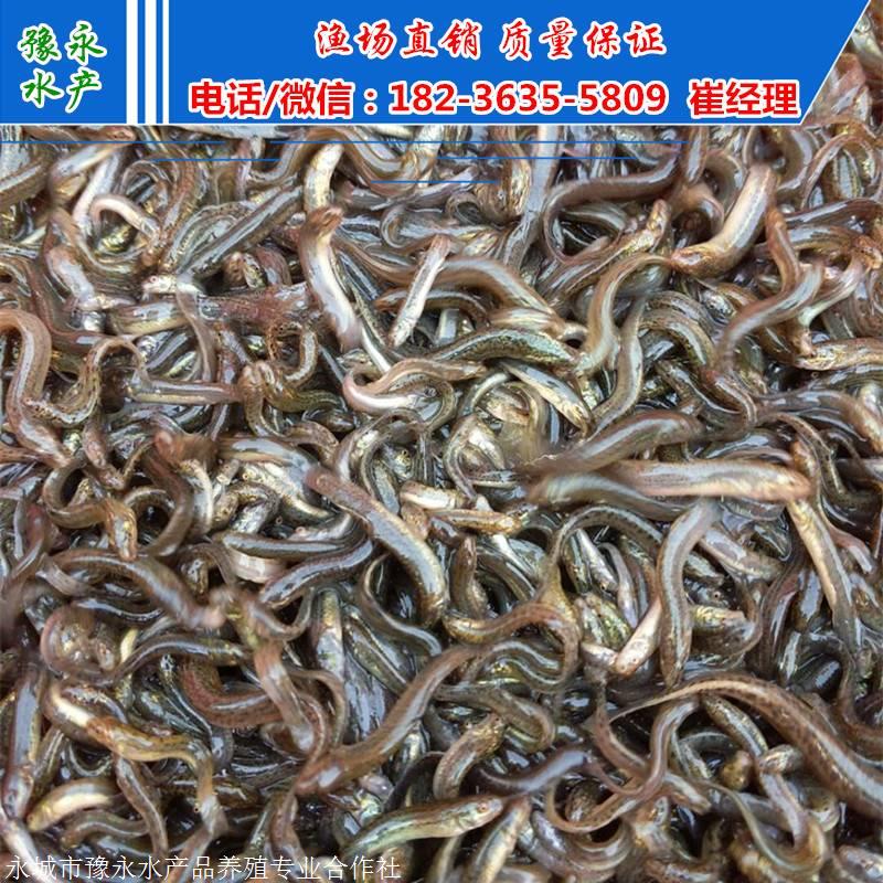 台湾泥鳅寸苗 台湾泥鳅苗的价格泥鳅苗价格
