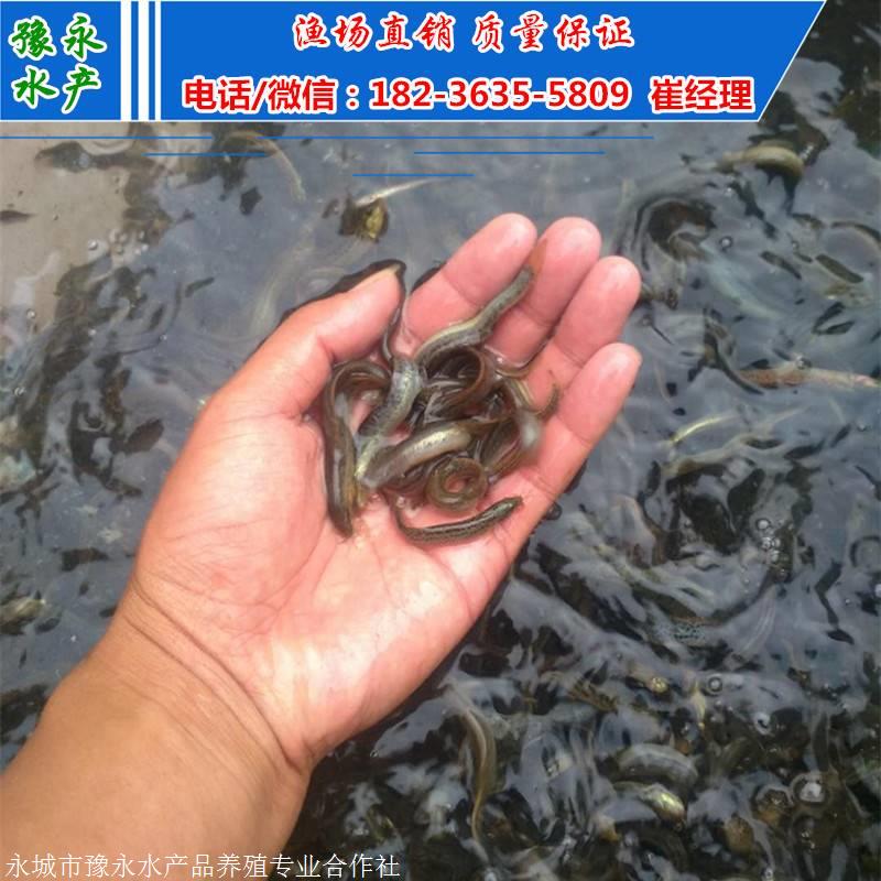 供应泥鳅苗 台湾泥鳅苗的价格泥鳅苗价格