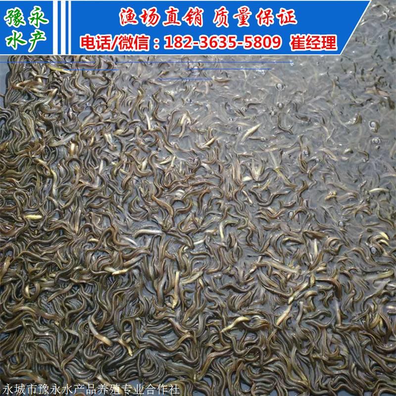 泥鳅苗一万尾的价格 各种泥鳅苗的价格