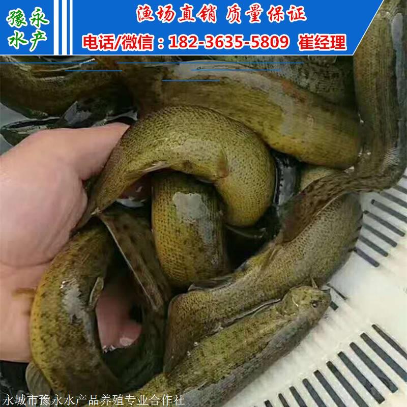 泥鳅苗价格的价格 购买泥鳅苗价格