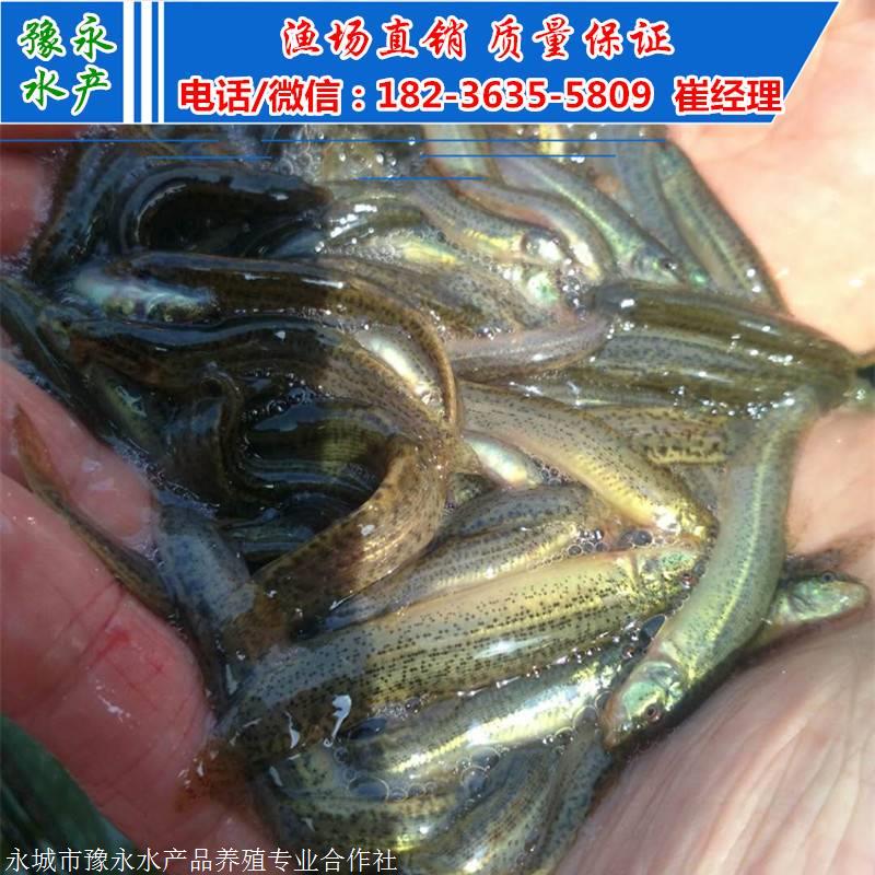 供应泥鳅苗 泥鳅苗批发价格泥鳅苗价格