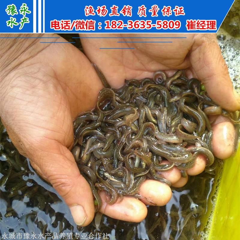 泥鳅苗一万尾的价格 卖泥鳅苗价格