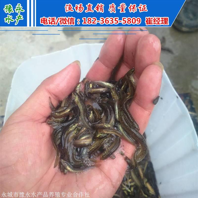 南宁泥鳅苗的价格 四川泥鳅苗在