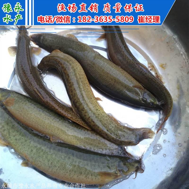台湾泥鳅寸苗 泥鳅苗批发价格 泥鳅苗批发市场