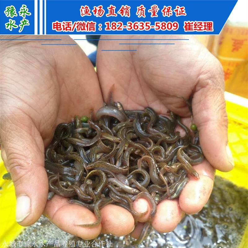 台湾泥鳅苗的价格 达州泥鳅苗在