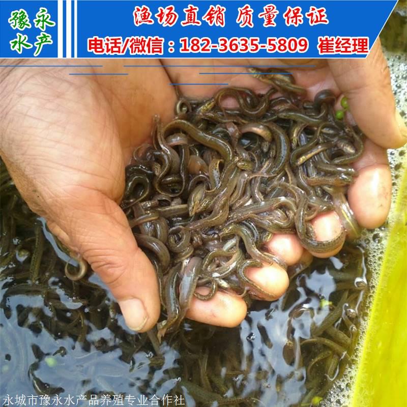 台湾大泥鳅苗 批发泥鳅苗 豫永台湾泥鳅苗价格