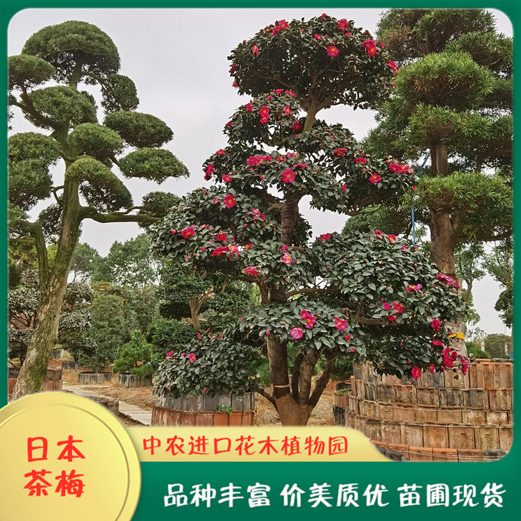 进口茶梅品种 茶梅树价格表茶梅树什么时候开花哪家强