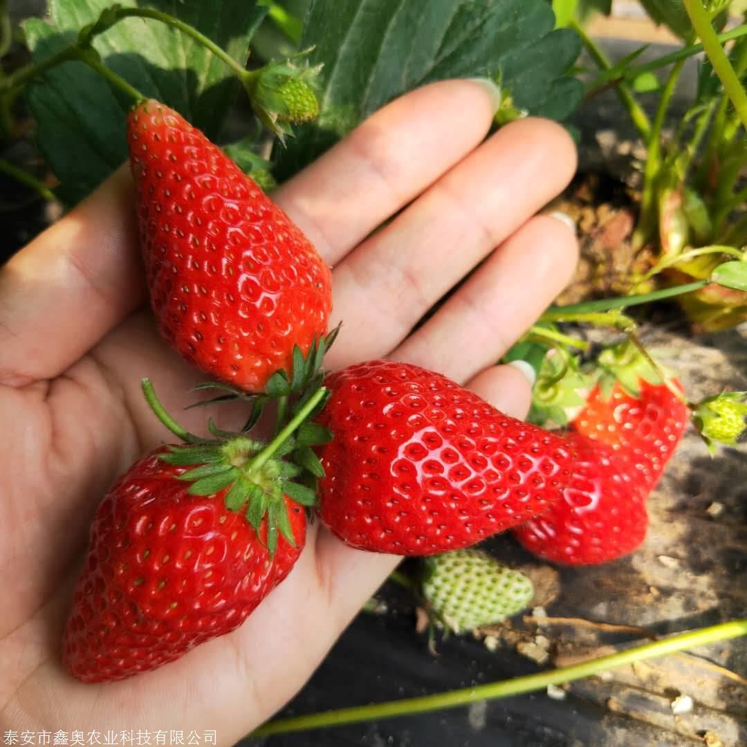 草莓苗详细介绍#红颊草莓苗大型育苗基地