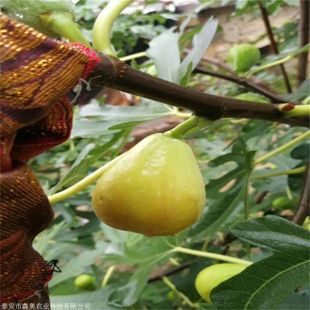 金傲芬无花果树苗当年小苗