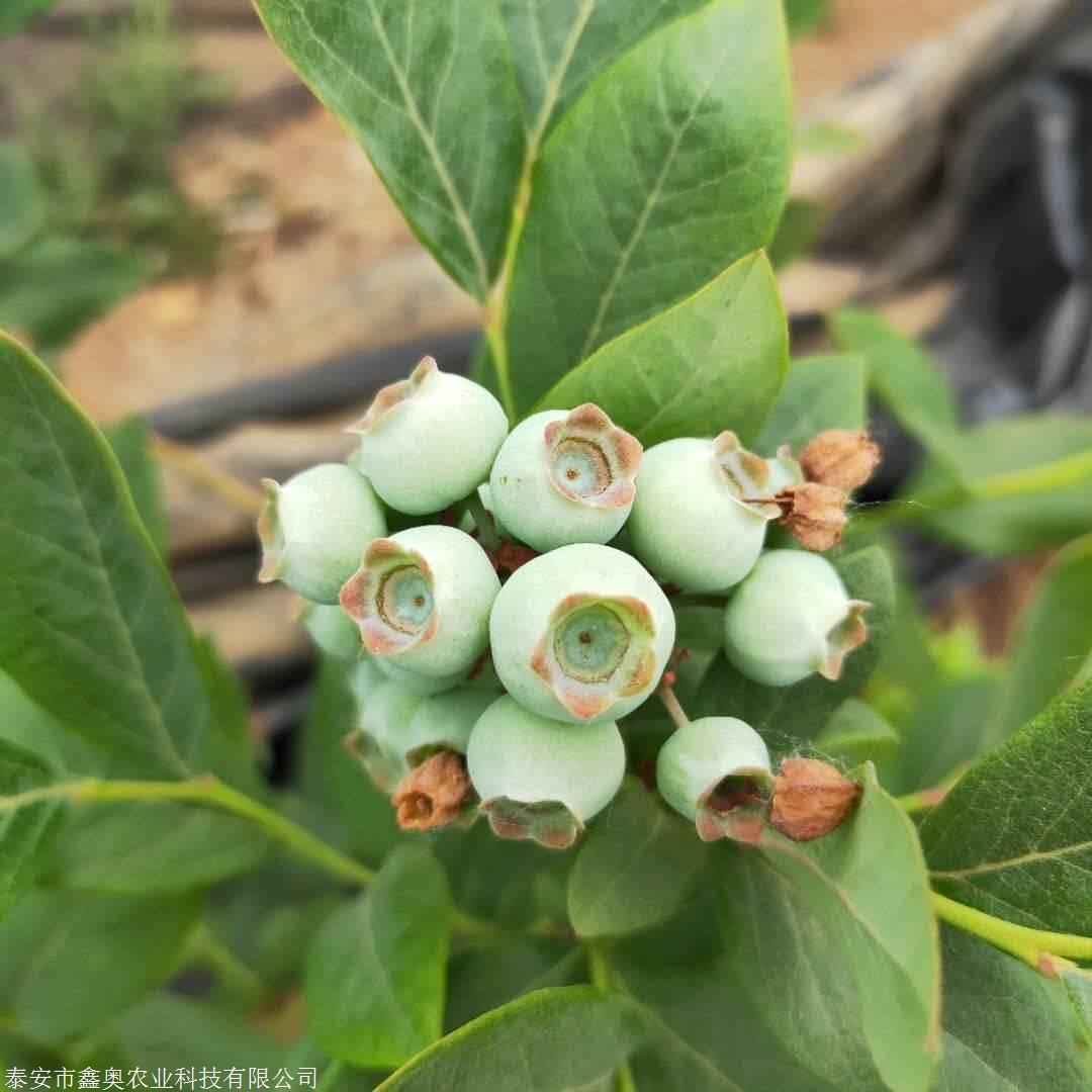 蓝莓苗价格南郝蓝莓苗基地