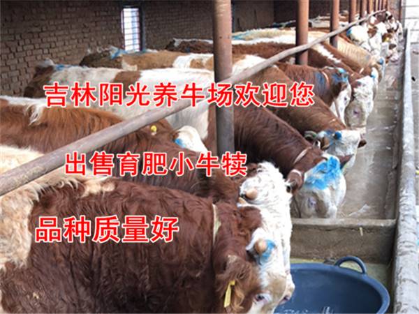 貴州省西門塔爾牛養殖基地400斤西門塔爾小母牛價格真實的