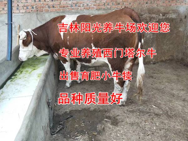 吉林省純種西門塔爾牛苗價格