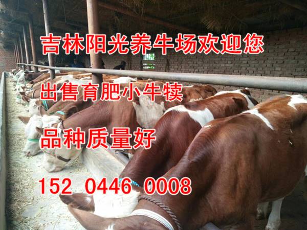 上海西門塔爾牛的養殖場西門塔爾牛犢子價格真實的