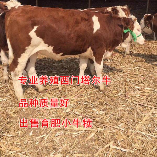 黑龍江省西門塔爾牛養殖場500斤西門塔爾牛犢價格