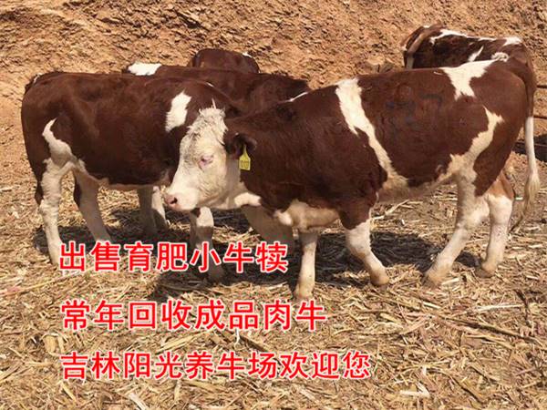 遼寧省西門塔爾牛犢的價格