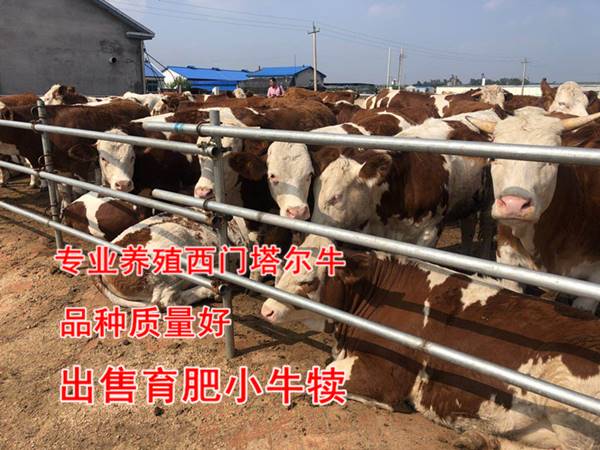 貴州省西門塔爾牛養殖基地400斤西門塔爾小母牛價格真實的