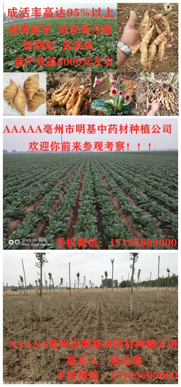 地黄种苗 种植基地批发 量大 价格低