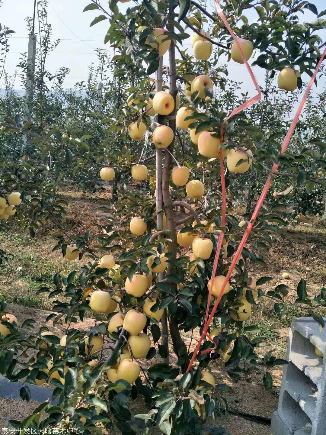 选择维纳斯黄金苹果苗告别烂市苹果的尴尬