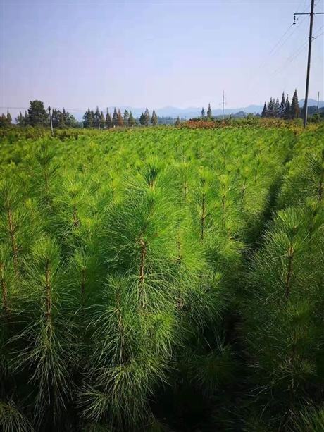湿地松小苗价格,湿地松树苗批发,湿地松苗市场价格
