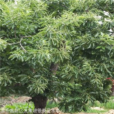 岳山王板栗苗求购信息