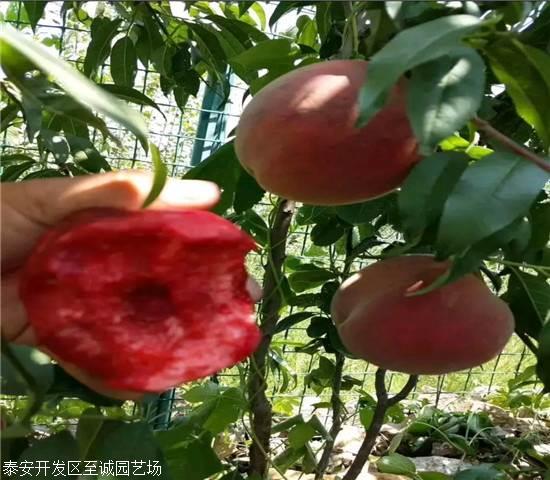秋彤桃苗价格、秋彤桃苗基地