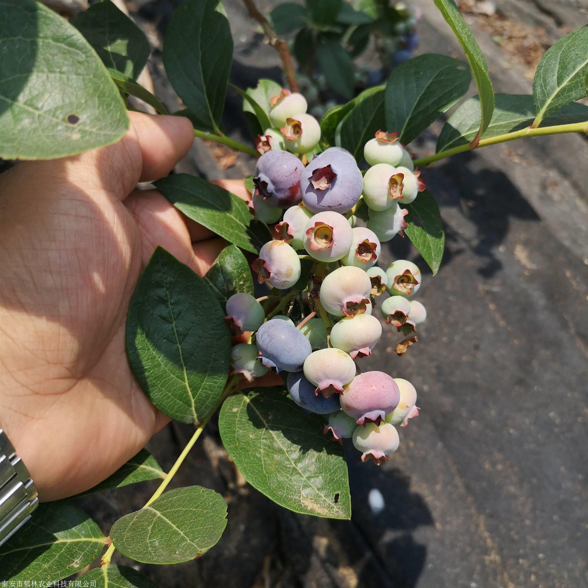 1年2年3年地栽盆栽芝妮蓝莓苗品种介绍