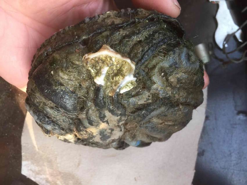 展览展销龙涎香大概价格