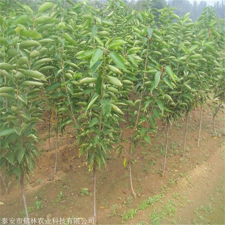 37000Cm威尼斯养多肉哪能没有“坑”大坑很多运气不好总会踩上！