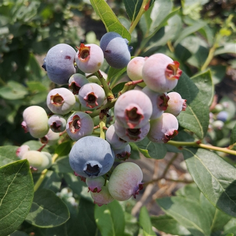 1年2年3年地栽盆栽甜粒星蓝莓苗对土壤的要求