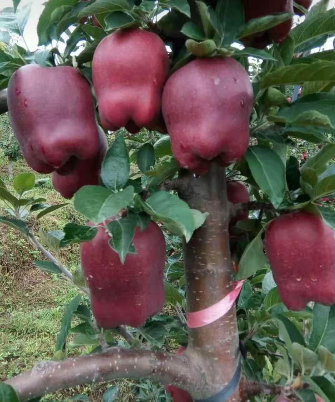 2公分的花牛苹果树苗哪里有苗南充