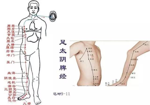 贺氏三通针灸培训班 足太阴脾经讲解