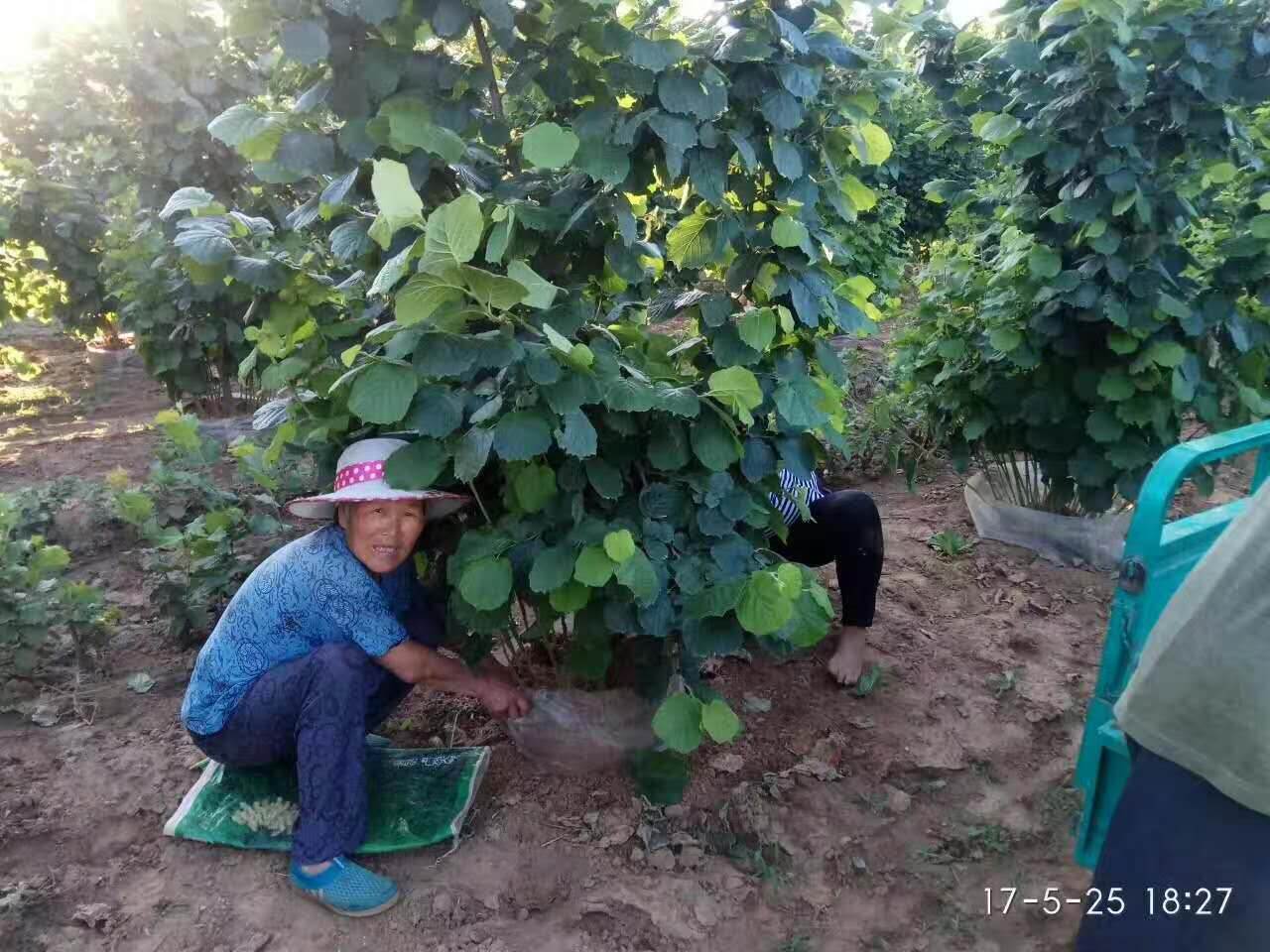 给榛子树修剪出一个合理的骨架
