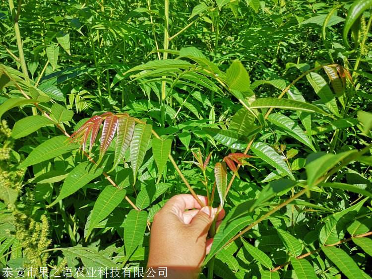 香椿树苗批发泰山红油香椿苗红油6号香椿树垂询电话