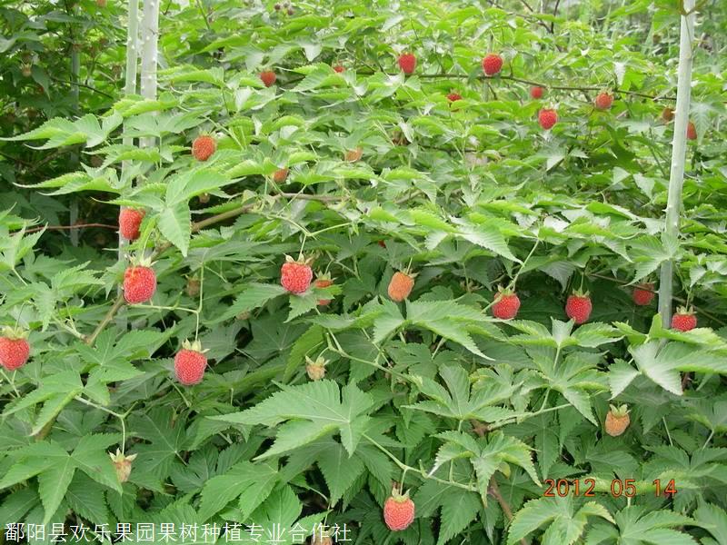 掌叶覆盆子苗批发,药食同源的掌叶覆盆子红树莓