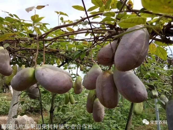 八月瓜种苗江西八月瓜中华肾果种植技术