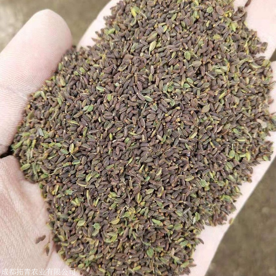 拓青农业 日本柴胡种子 31号柴胡种子种植时间
